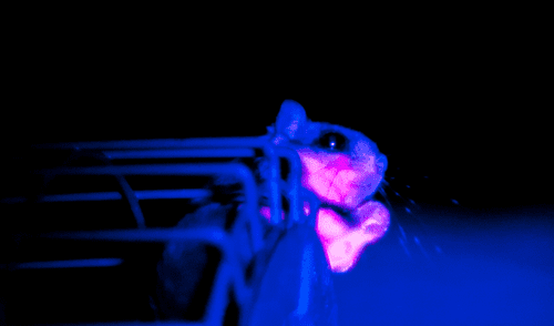 Investigadores descubren que el pelaje de la ardilla voladora presenta una fluorescencia intensa en la parte inferior y la cola.