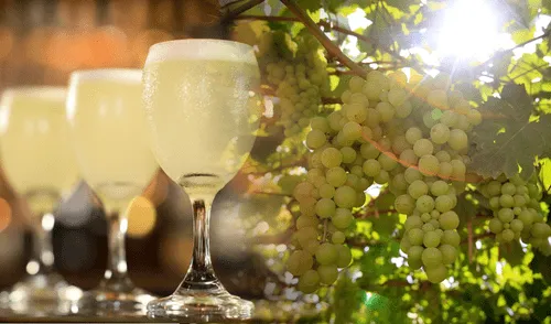 viñedo de uvas y pisco sour