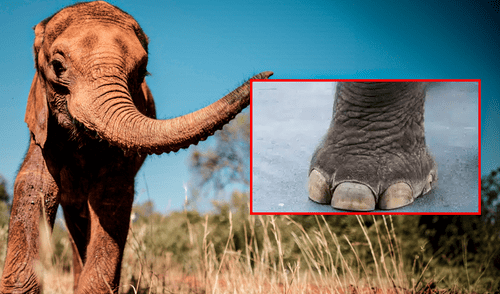 El Parque Kruger es el parque nacional más grande de Sudáfrica donde un elefante pisoteó a un abuelo. Foto: composición LR/El doce Tv Redes Sociales
