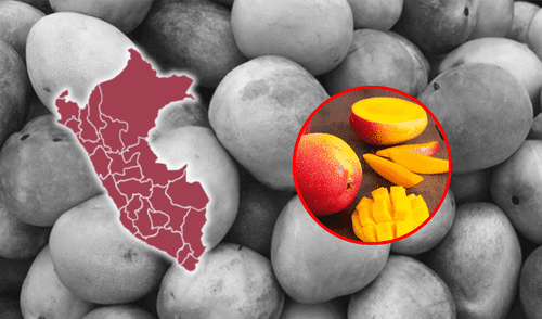 El precio del mango cayó hasta S/0,20 debido al exceso de producción en Perú. Foto: composición LR/Andina El precio del mango cayó hasta S/0,20 debido al exceso de producción en Perú.