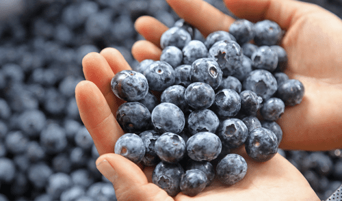 Los arándanos ayudan a regular los niveles de azúcar en la sangre, lo que beneficia a pacientes diabéticos..