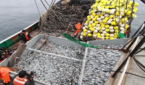 La pesca se recuperó en el 2024. Los puertos que reportaron un mayor desembarque fueron Chimbote, Malabrigo, entre otros. Foto: Andina Pesca