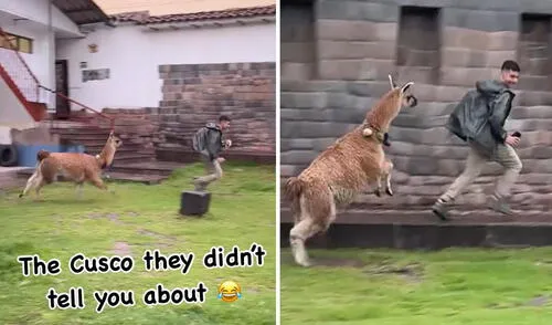 Turista huyó aterrado en Cusco tras ser perseguido por una llama: “Solo le tomé una foto”