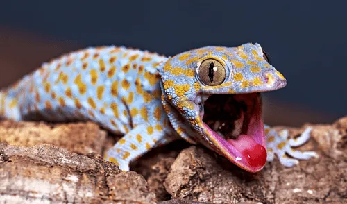 Gecko Tokay, animal que posee un 'sexto sentido' para captar vibraciones y anticipar depredadores o presas