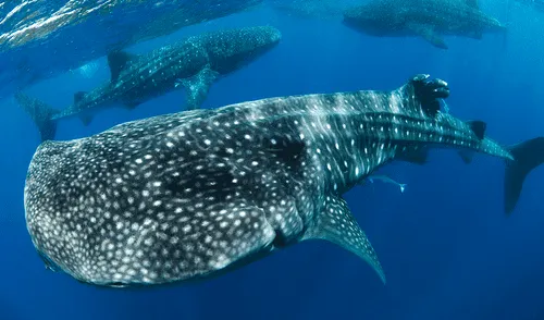 Un estudio revela que el comportamiento migratorio de los tiburones ballena se ve influenciado por plataformas petroleras. Foto: Nat Geo Un estudio revela que el comportamiento migratorio de los tiburones ballena se ve influenciado por plataformas petroleras.