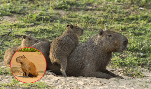 Esta dualidad lingüística refleja la riqueza cultural y lingüística de América del Sur, así como la importancia de este animal en los ecosistemas de la región. Foto: composición LR/National Geographic/iNaturalistChile Esta dualidad lingüística refleja la riqueza cultural y lingüística de América del Sur, así como la importancia de este animal en los ecosistemas de la región. Foto: composición LR/National Geographic/iNaturalistChile