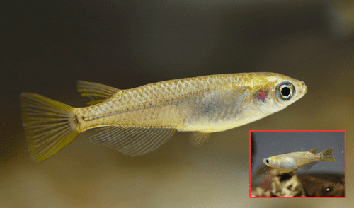 Este pez descubierto en Japón ha dejado sorprendidos a los científicos por su capacidad de reproducirse al día. Foto: composición LR/Mercado Acuático/iNaturalistPanamá