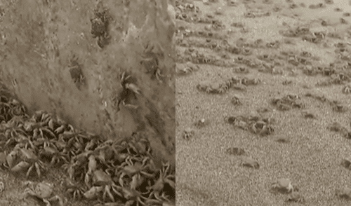 Municipalidad de Chorrillos cierra temporalmente La Herradura Chorrillos: cangrejos invaden playa La Herradura