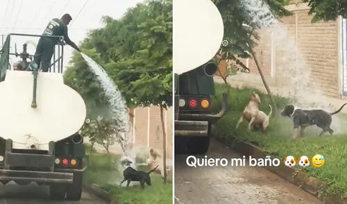 Usuarios resaltaron el gesto del trabajador. Foto: composición LR/ TikTok Trabajador municipal bañó a perritos callejeros en Lima ante el intenso calor: "Son como niños"