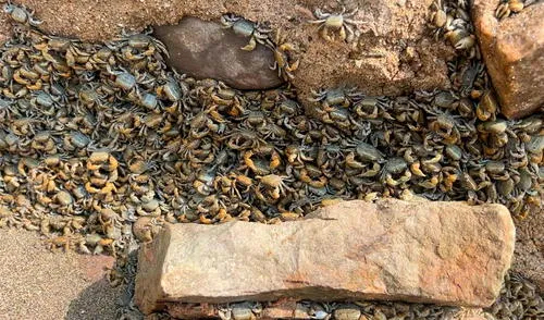 Cierran playa La Herradura por cangrejos