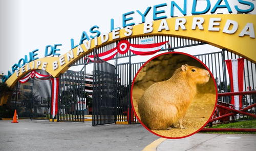Parque Leyendas lanza el 'Capibara Fest': usuarios podrán interactuar con Wilson, concursar con disfraces y ver artistas sorpresa. Foto: composición LR/Gob/Animalia Capibara Fest | capibara | parque de las leyendas | municipalidad de lima