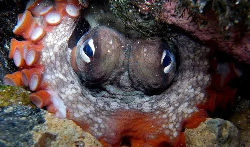 Según expertos, los pulpos serían capaces de adaptarse fuera del mar gracias a sus capacidades motrices y cognitivas