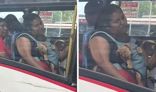 Pasajera enternece al quedarse dormida junto a su perrito en bus de Perú: “La maternidad cansa”