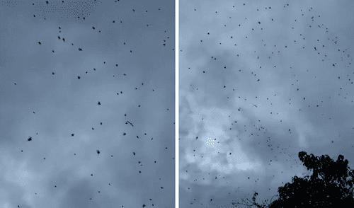 La 'lluvia de arañas', aunque puede parecer un fenómeno sacado de una película de terror, tiene explicaciones científicas. Foto: Composición LR/@delpynews La 'lluvia de arañas', aunque puede parecer un fenómeno sacado de una película de terror, tiene explicaciones científicas. Foto: Composición LR/@delpynews