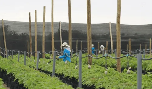 Proyecto Olmos impulsa la agroexportación en Lambayeque.