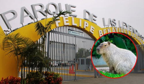 El Parque de las Leyendas ofrecerá acceso gratuito el domingo 23 de febrero para celebrar el 'Capibara Fest'. Foto: composición LR/Parque de las Leyendas El Parque de las Leyendas ofrecerá acceso gratuito el domingo 23 de febrero para celebrar el 'Capibara Fest'.