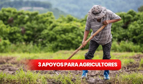 Sheinbaum apoyos a agricultores 2025 | Nuevos programas para el campo 2025 | Subsidios para agricultores en México 2025 | Ayuda para campesinos en 2025