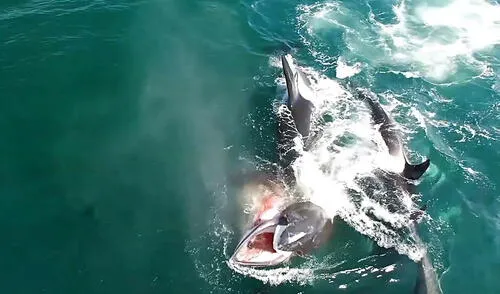 Las orcas encontraron a los tiburones blancos como una de  sus presas principales.