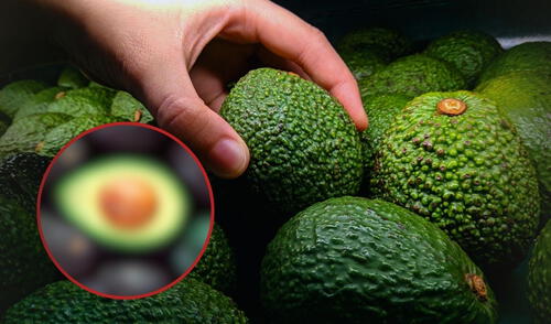 Palta | aguacate | cáscara de palta | cáscara de aguacate | Centro de Investigación del IPN | México | Food and Health