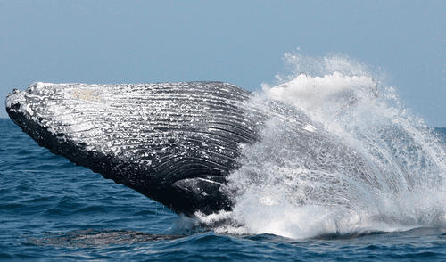 Las ballenas azules, que pueden alcanzar hasta 30 metros de longitud. Foto: Natural Press Ciencia