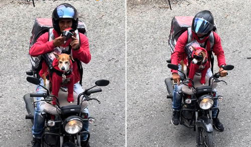 Perrito enternece al ‘trabajar’ como delivery junto a su dueño: "Así se gana sus croquetas"