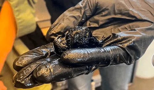 El hallazgo del pez negro se produjo cerca de la playa San Juan, en el municipio tinerfeño de Guía de Isora. Foto: @drcuadradogs. El hallazgo del pez negro se produjo cerca de la playa San Juan, en el municipio tinerfeño de Guía de Isora. Foto: @drcuadradogs.