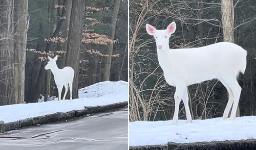 Captan un raro ciervo albino en bosque y clip viral cautivó a usuarios: "¿Expecto patronum?"