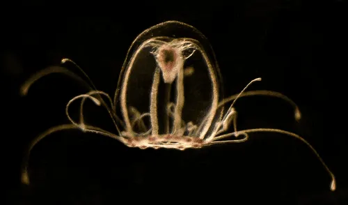 Turritopsis dohrnii, la 'medusa inmortal', especie marina que es capaz de revertir su ciclo de vida indefinidamente