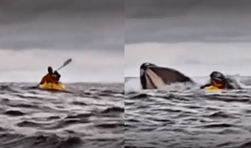 El joven que fue tragado por la ballena, junto con su padre, expresó su interés en continuar explorando. Foto: composición LR/captura de video/24Horas. Joven es tragado por ballena mientras practicaba kayak en el mar