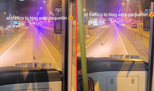 Los usuarios alertaron sobre un perrito sin dueño perdido por la Av. Universitaria en Comas.