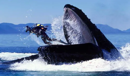 Aunque existen relatos antiguos sobre ballenas devoradoras, la ciencia confirma que una ballena jorobada no puede tragar a un humano debido a las limitaciones de su anatomía y su alimentación a base de plancton