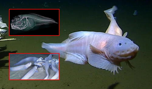 La Fosa de Atacama, ubicada frente a las costas de Perú y Chile, es uno de los ecosistemas más profundos y enigmáticos del océano Pacífico, con más de 8.000 metros de profundidad. Foto: composición LR larepublica.pe