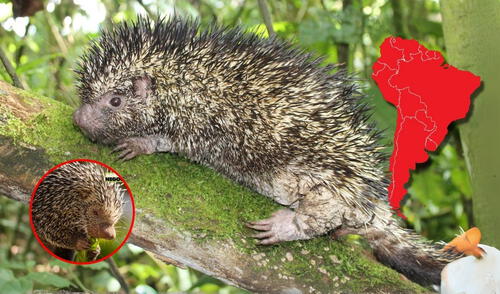 En Colombia, científicos descubrieron el Coendou vossi, una nueva especie de puercoespín endémico, marcando el primer hallazgo de este tipo en 126 años y destacando la riqueza de la biodiversidad nacional. Foto: composición LR larepublica.pe