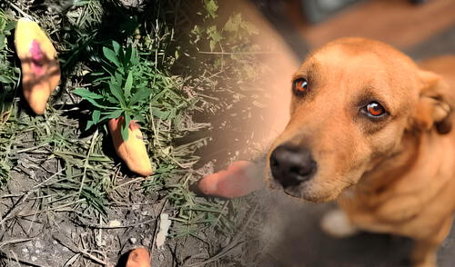 Aún se desconoce quién habría sido la persona que arrojo el pan envenenado en la localidad de San Cayetano. Foto: composición LR Tres niñas mueren tras comer pan envenenado - México