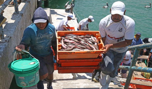 En diciembre de 2024, el sector Pesca presentó un crecimiento de 76,76%. Foto: Andina / Vidal Tarqui PBI
