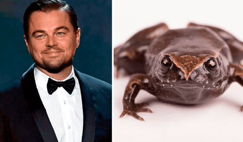 El Phyllonastes dicaprioi' habita en el Bosque Montano Occidental de la provincia de El Oro.