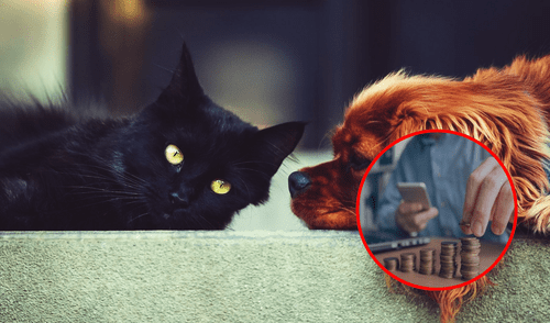 La adopción de mascotas ha generado un impacto positivo en la calidad de vida de sus dueños.