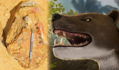 El Bastetodon pertenece a una especie de un grupo extinto de mamíferos carnívoros llamados hienodontes.