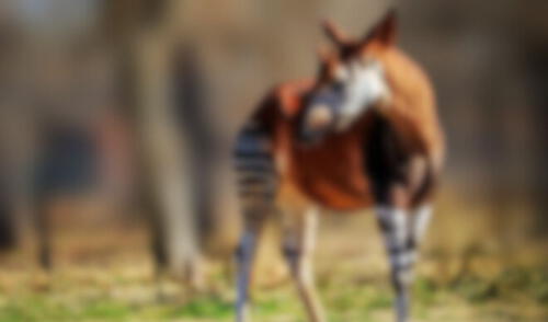 El okapi, una especie única que habita en la densa selva del Congo.