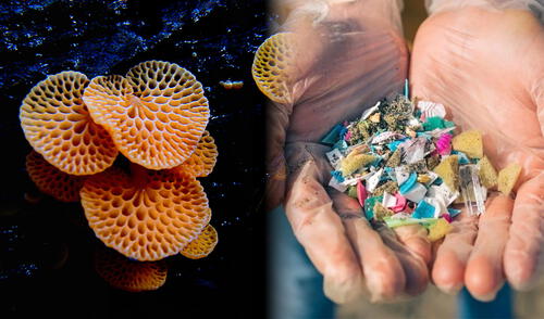 Investigadores de Hawái descubrieron que más del 60% de los hongos marinos analizados pueden degradar plástico.