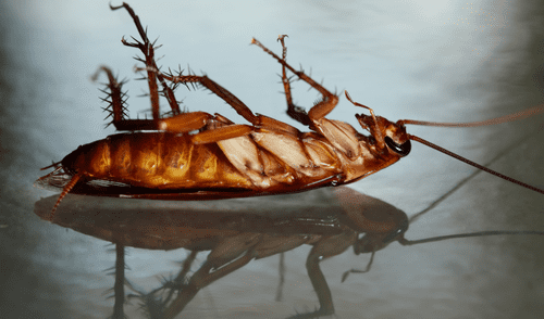 Las cucarachas son una de las plagas más comunes en los hogares y negocios, especialmente en lugares con acceso a alimentos, agua y refugio. Foto: composición LR/Muy Interesante Las cucarachas son una de las plagas más comunes en los hogares y negocios, especialmente en lugares con acceso a alimentos, agua y refugio. Foto: composición LR/Muy Interesante