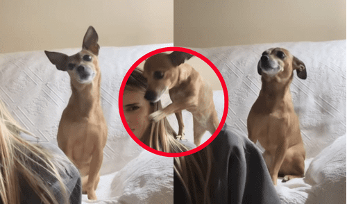 En el clip, la emotiva reacción de Noa al escuchar palabras familiares y situaciones cotidianas provoca una serie de comentarios sobre su inteligencia y sensibilidad.