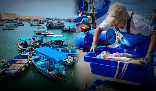 A través de IMARPE, el Ministerio de Producción realizó una investigación sobre la situación de la pota en el litoral peruano. Sin embargo, no hay respuestas concretas ante la reducción del recurso. Foto: Composición LR