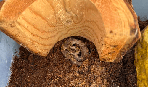 La serpiente fue rescatada por el Departamento de Pesca y Caza de New Hampshire. Foto: difusión La serpiente fue rescatada por el Departamento de Pesca y Caza de New Hampshire