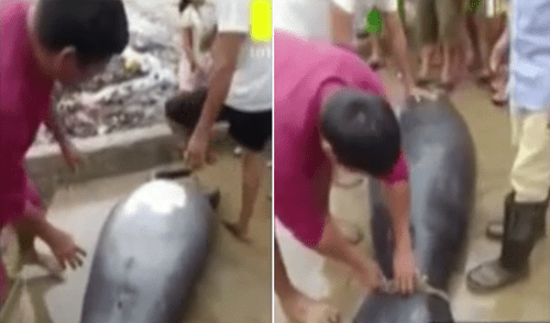 Animales en peligro de extinción