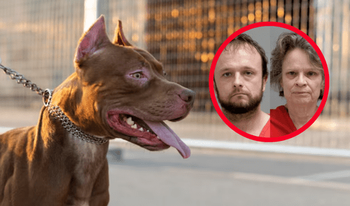 Los pitbulls, Apollo y Echo, estaban bajo el efecto de cocaína, lo que pudo aumentar su agresividad.