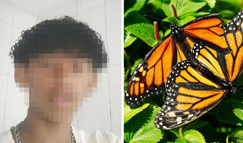 Davi Nunes Moreira, un adolescente de 14 años, murió tras pasar siete días hospitalizado en Vitória da Conquista, Brasil, luego de inyectarse una mezcla de agua y restos de mariposa. Foto: composición LR/NYP/Unplash Adolescente muere tras inyectarse restos de mariposas: Policía de Brasil investiga si fue por reto viral