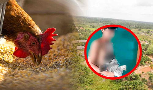 adolescente roba gallina