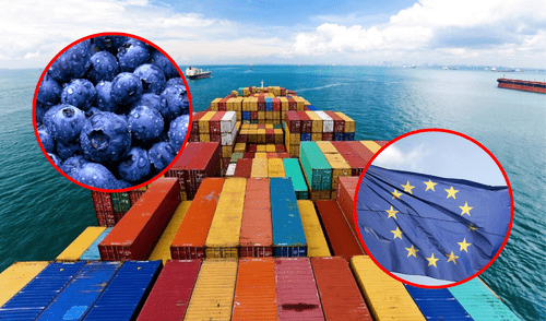 Las paltas y arándanos lideran las exportaciones peruanas a la UE, informó Promperú.