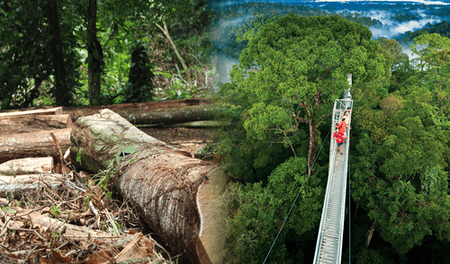 Costa Rica cuenta con un modelo de recuperación forestal que ha sido reconocido internacionalmente. Foto: composición LR/difusión Costa Rica cuenta con un modelo de recuperación forestal que ha sido reconocido internacionalmente.